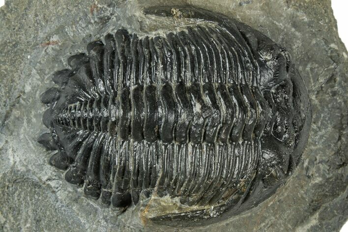 Bargain, Hollardops Trilobite Fossil - Ofaten, Morocco #311255